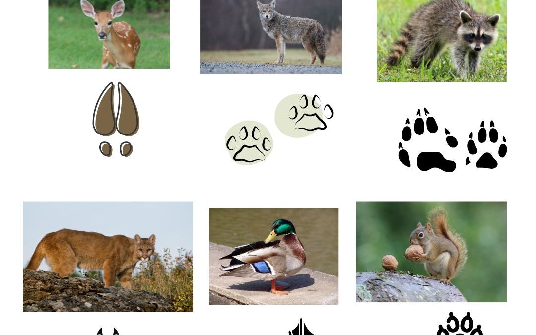 Virtual Resources Available for Schools