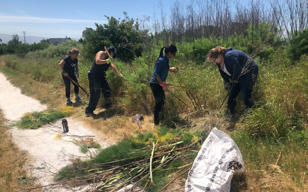 Volunteer Saturdays at the EcoCenter: Baylands Restoration